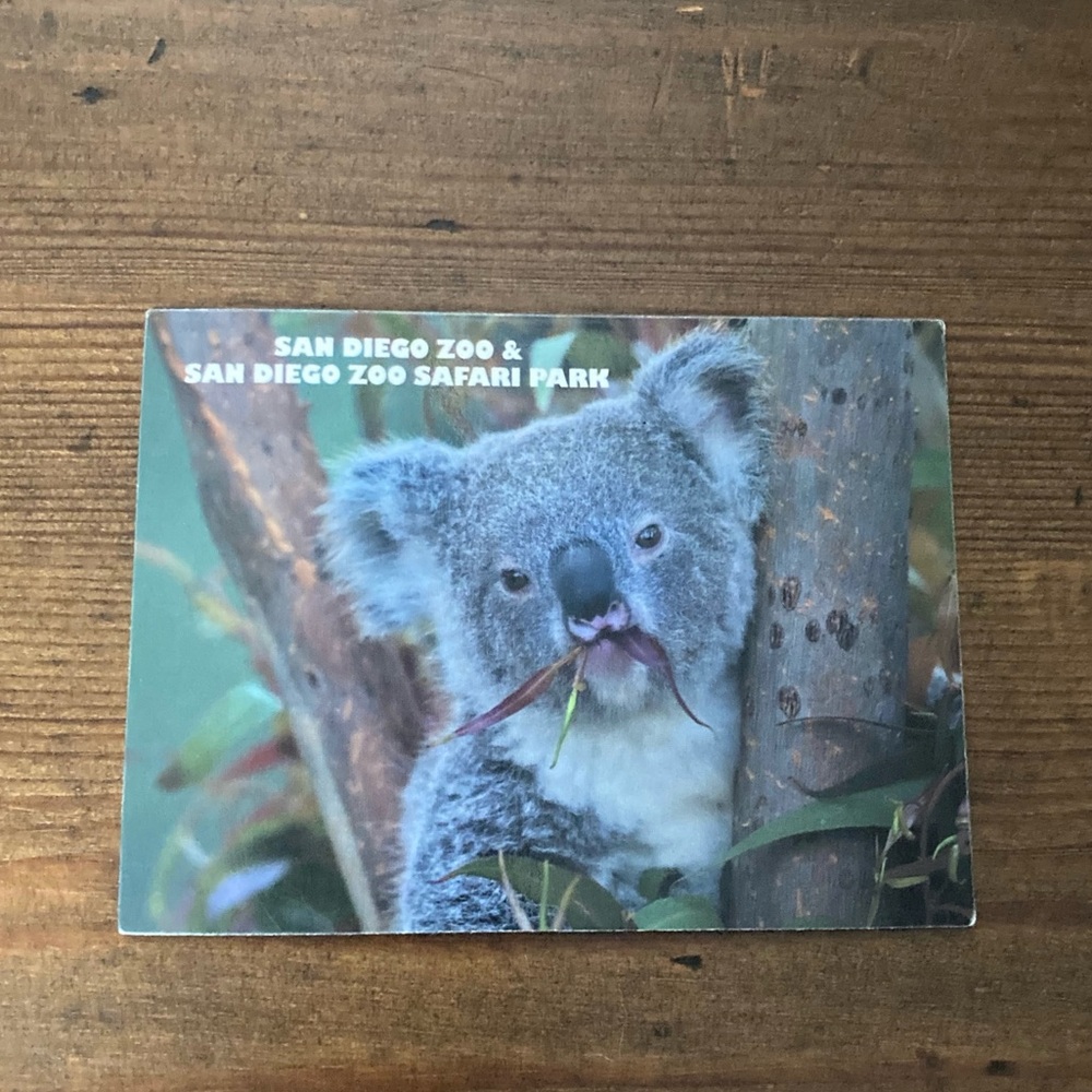 San Diego Zoo Koala Magnet
